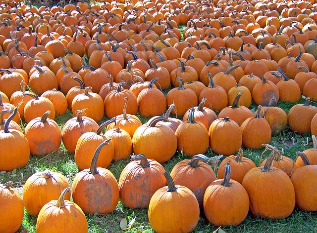 pumpkins-18111_640